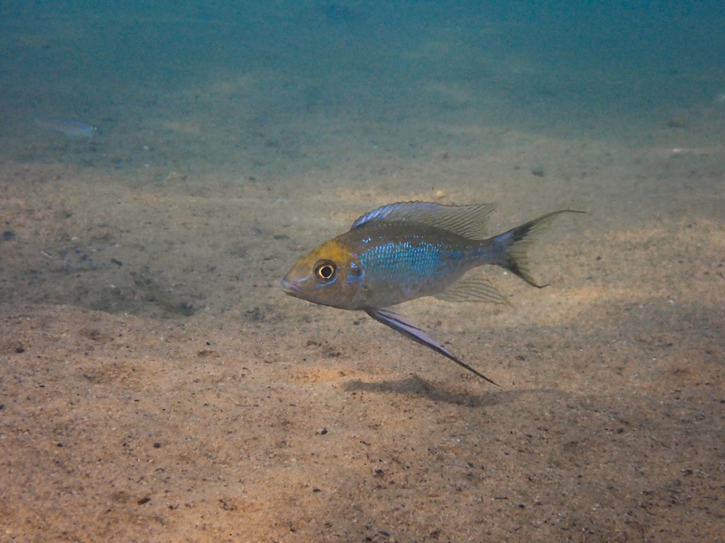 Cyathopharynx furcifer 'Kalambo Lodge'